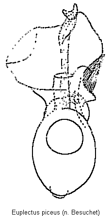 euplectus_piceus.gif