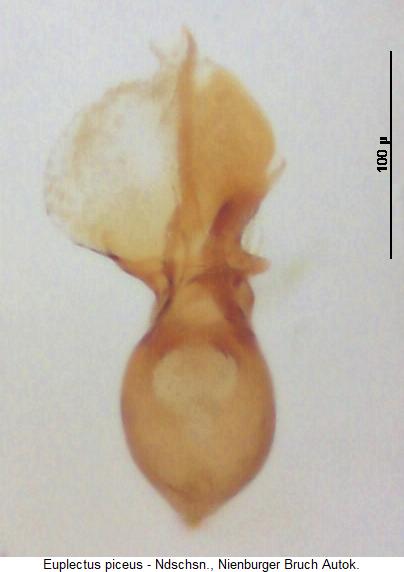 euplectus_piceus.jpg