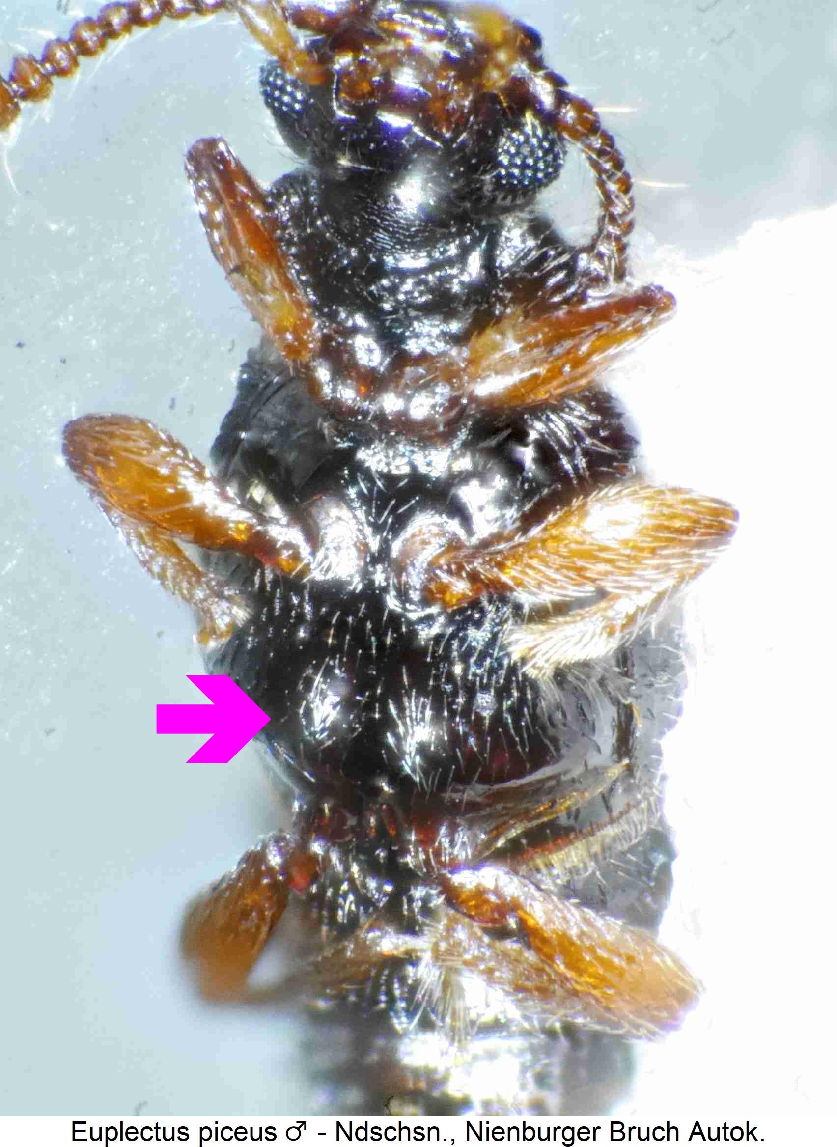 euplectus_piceus_m_us.jpg