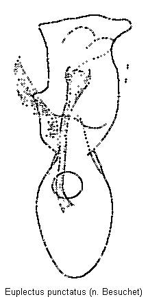 euplectus_punctatus.gif