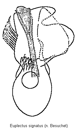 euplectus_signatus.gif