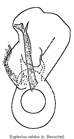 euplectus_validus.gif