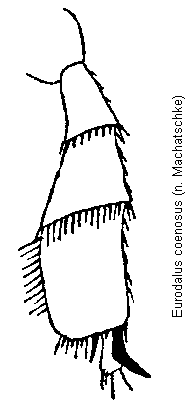 eurodalus_coenosus_hschn.gif