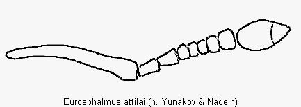 eurosphalmus_attilai_f.gif