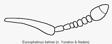 eurosphalmus_behnei_f.gif