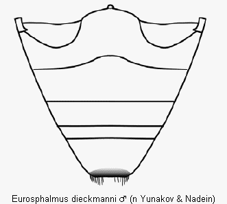 eurosphalmus_dieckmanni_abd.gif