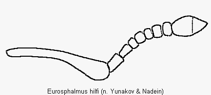 eurosphalmus_hilfi_f.gif