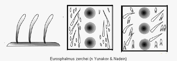 eurosphalmus_zerchei_fld.gif