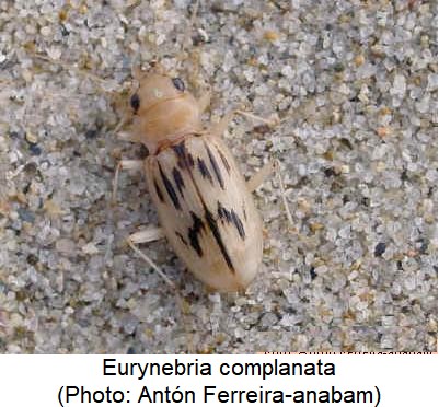 eurynebria_complanata_hab.jpg