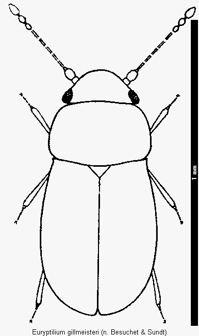 euryptilium_gillmeisteri_hab.gif