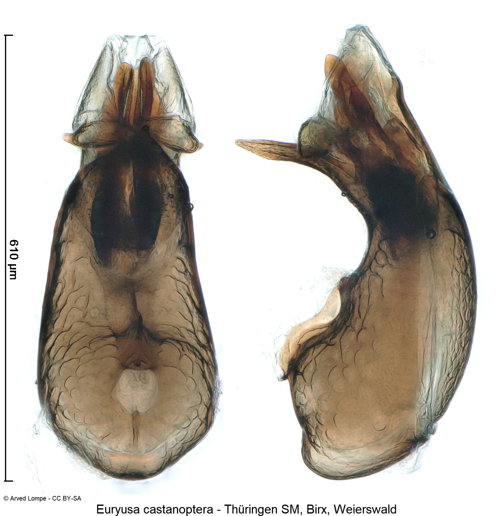 euryusa_castanoptera_ck32233999.jpg