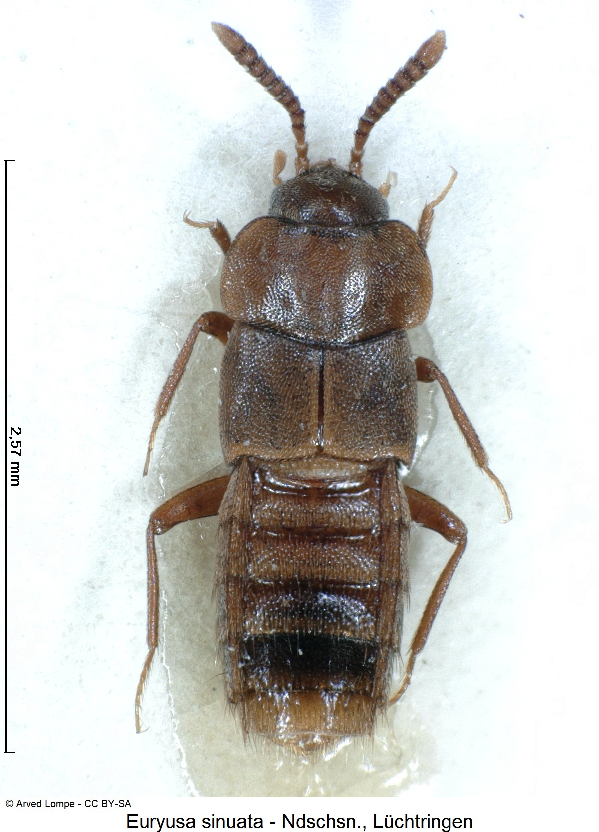 euryusa_sinuata_ck5653_hab.jpg