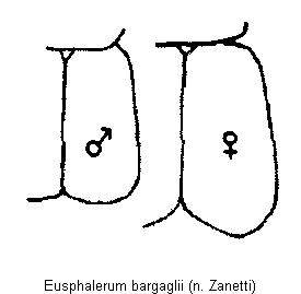 eusphalerum_bargaglii_fld.gif