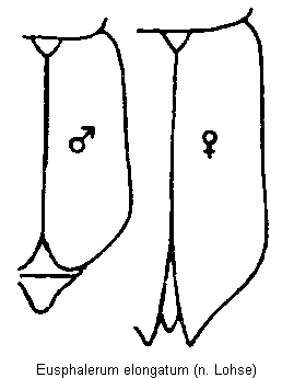eusphalerum_elongatum_fld.gif