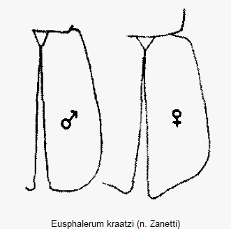 eusphalerum_kraatzi_fld.gif