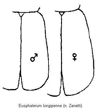 eusphalerum_longipenne_fld.gif