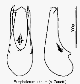 eusphalerum_luteum.gif