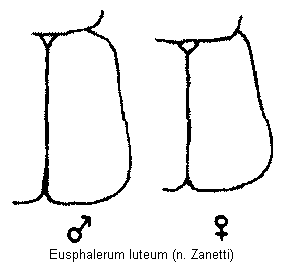 eusphalerum_luteum_fld.gif