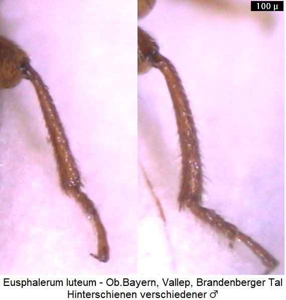 eusphalerum_luteum_hschn.jpg