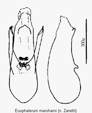 eusphalerum_marshami.gif
