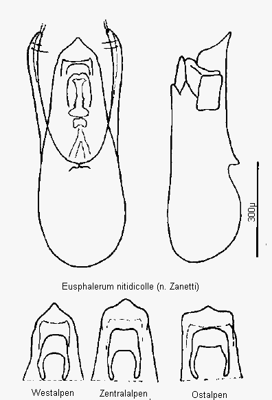 eusphalerum_nitidicolle.gif