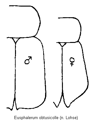 eusphalerum_obtusicolle_fld.gif