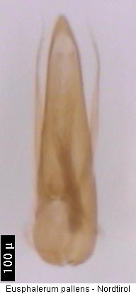 eusphalerum_pallens.jpg