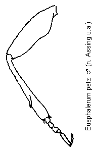 eusphalerum_petzi_hschn.gif