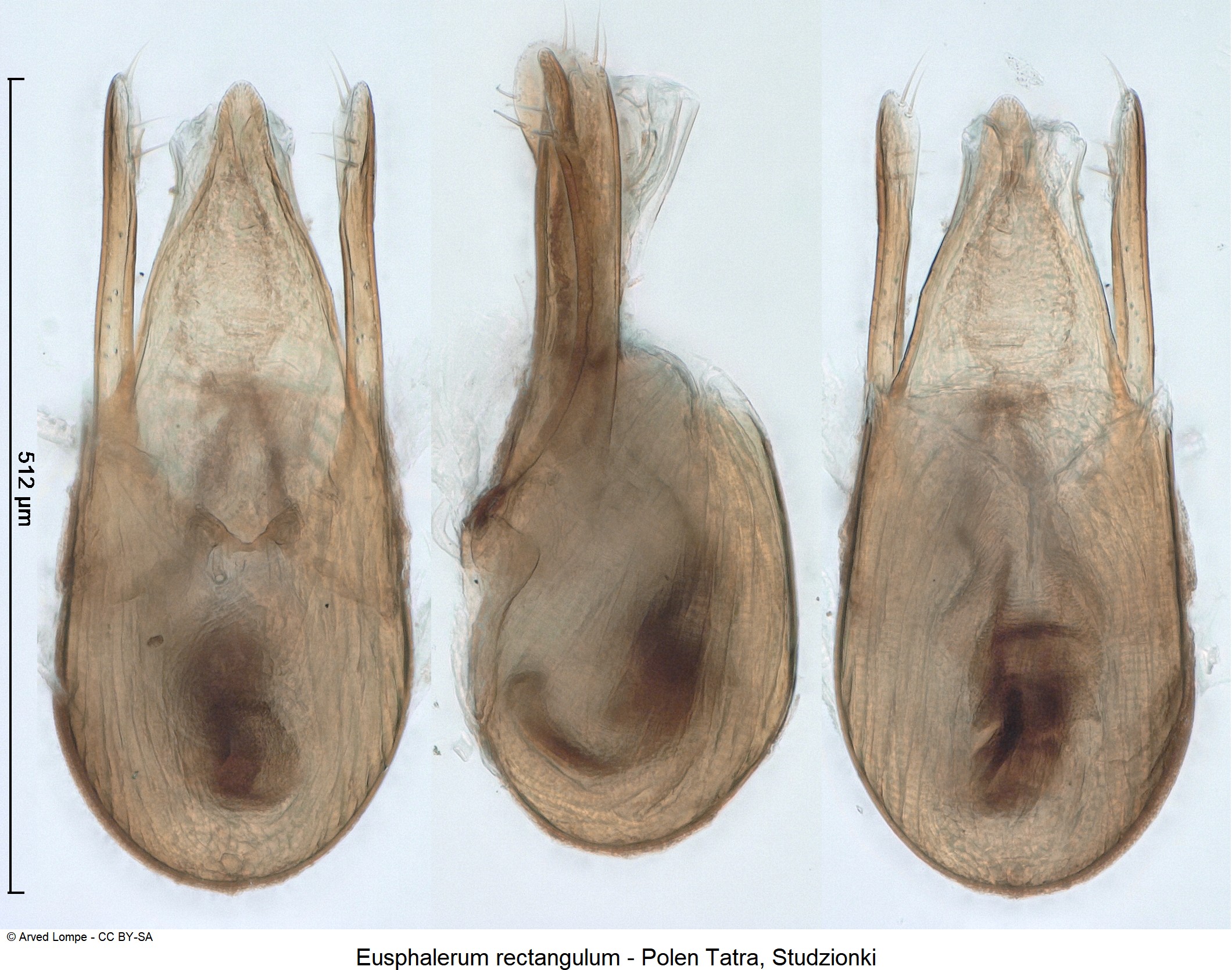 eusphalerum_rectangulum-1.jpg