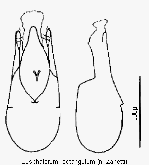 eusphalerum_rectangulum1.gif