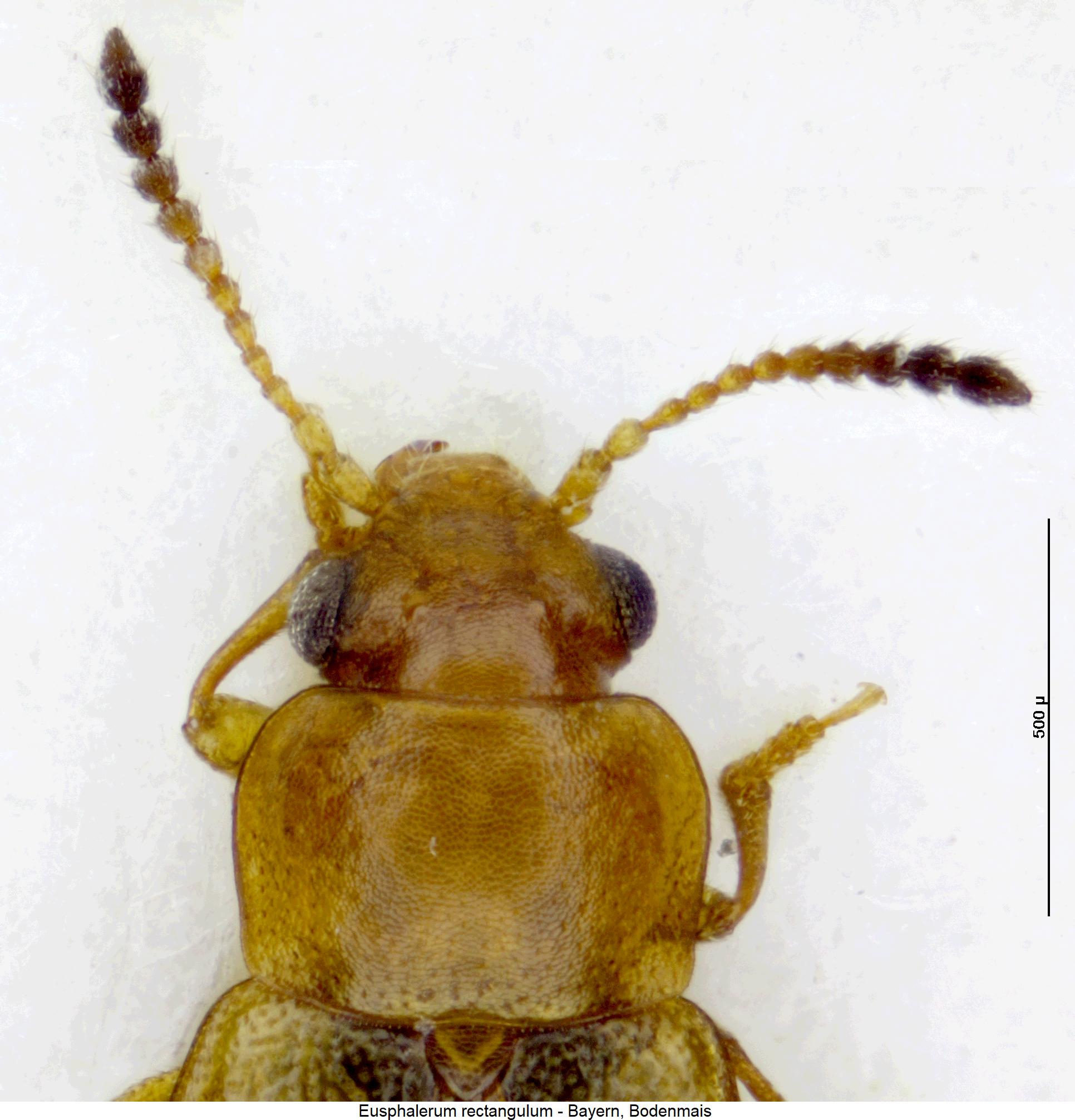 eusphalerum_rectangulum_vk.jpg