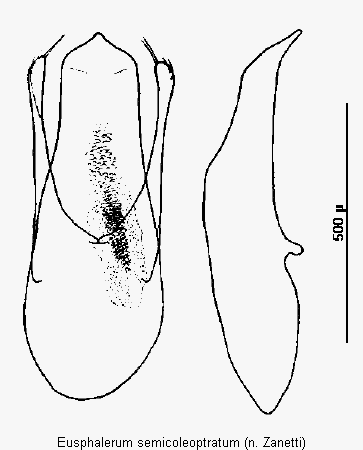 eusphalerum_semicoleoptratum.gif