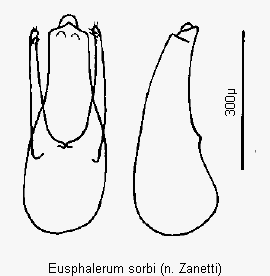 eusphalerum_sorbi1.gif