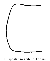 eusphalerum_sorbi_hsch.gif