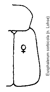 eusphalerum_sorbicola_fld.gif