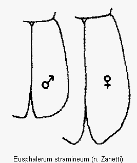 eusphalerum_stramineum_fld.gif