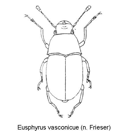 eusphyrus_vasconicue_hab.gif