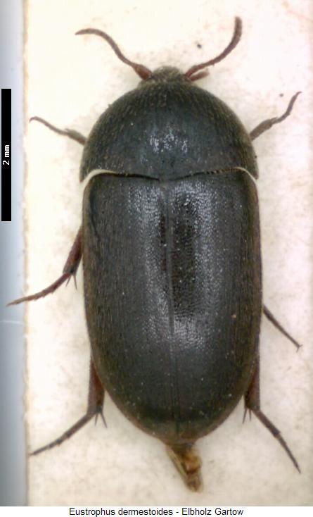 eustrophus_dermestoides_hab.jpg