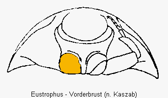 eustrophus_vbr.gif