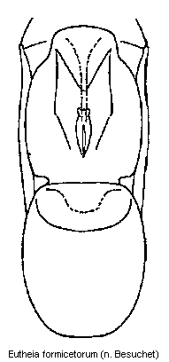 eutheia_formicetorum.gif