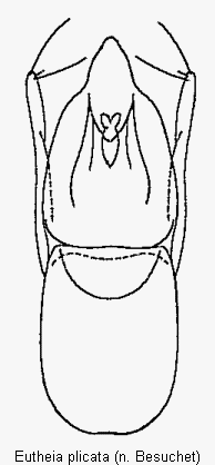 eutheia_plicata.gif
