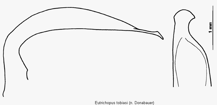 eutrichopus_tobiasi.gif