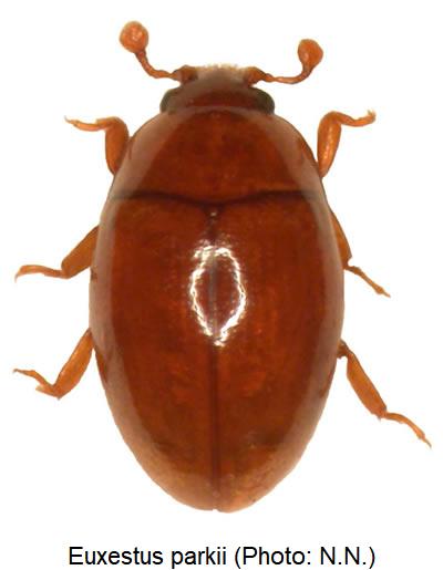 euxestus_parkii_hab.jpg