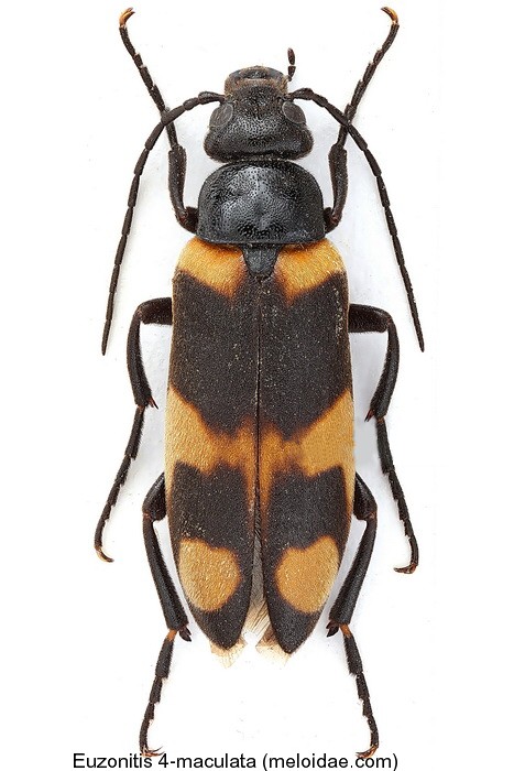 euzonitis_quadrimaculata.jpg