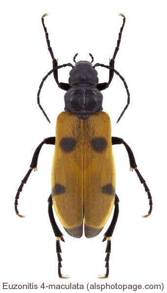 euzonitis_quadrimaculata1.jpg