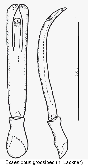 exaesiopus_grossipes.gif