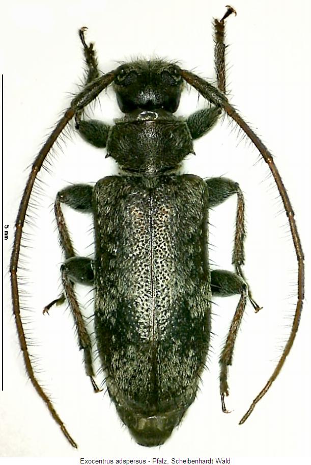 exocentrus_adspersus_hab.jpg