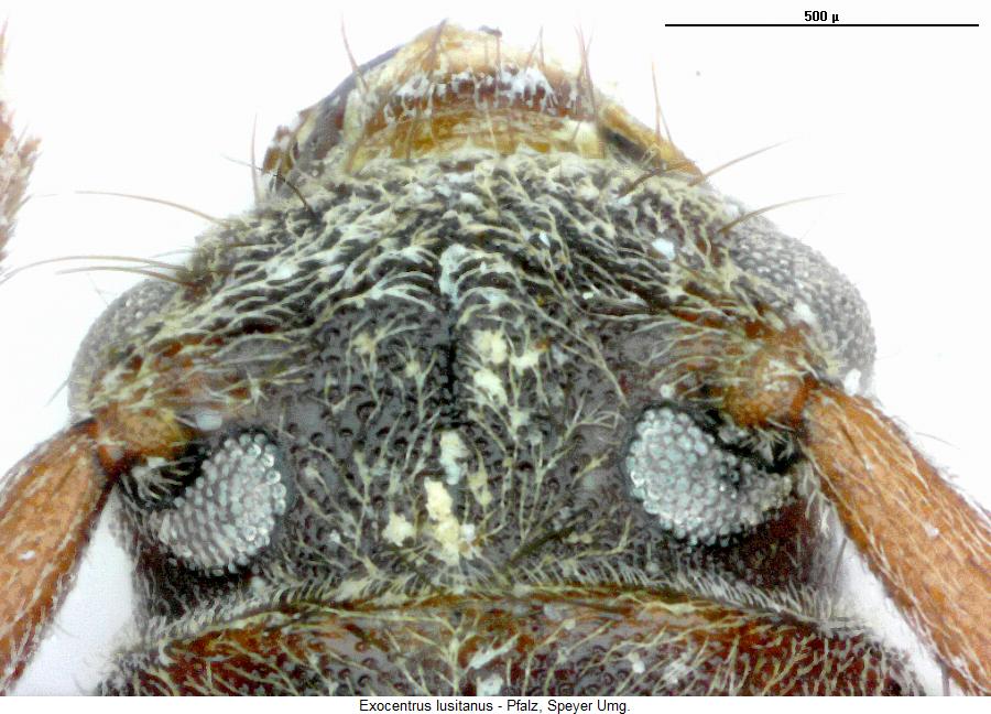 exocentrus_lusitanus_k.jpg
