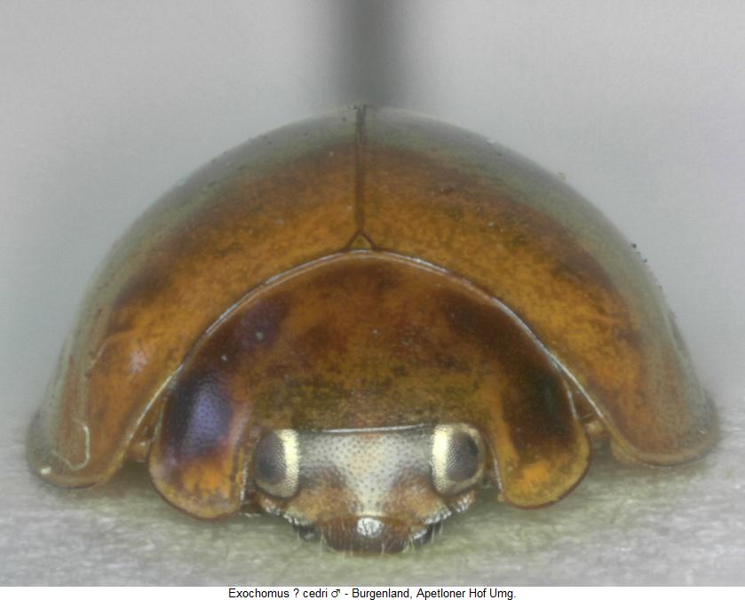 exochomus_cedri_vk.jpg