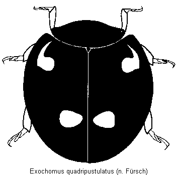 exochomus_quadripustulatus_hab.gif